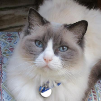 Avatar image of a Birman cat